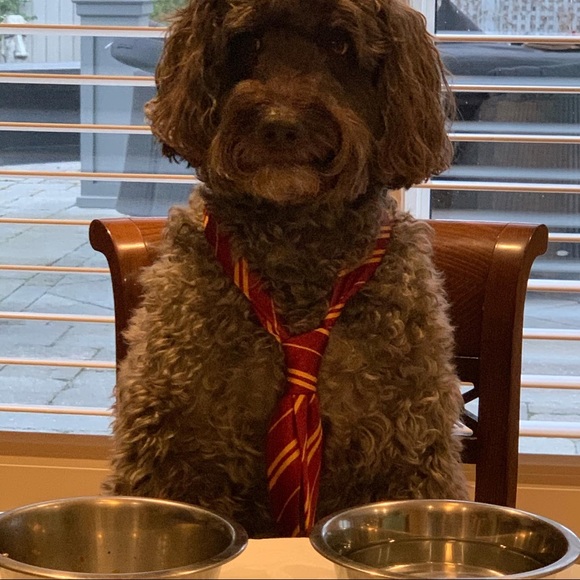 Meet your Posher, Elliot - Picture 1 of 1